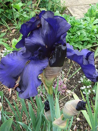 Bearded iris - 9 (Bearded iris)