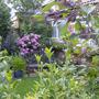 garden2007no.2_001.jpg