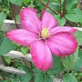 Clematis 'Niobe' (Clematis 'Niobe')