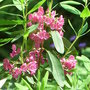 Kalmia angustifolia 'Rubra' (Kalmia angustifolia 'Rubra')