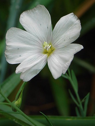 Linum perenne - white form (Linum perenne)