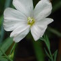 Linum perenne - white form (Linum perenne)