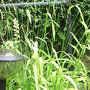 Milium effusum 'Aureum' (Milium effusum 'Aureum')