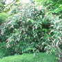 Neillia thibetica (Neillia thibetica)