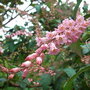 Neillia thibetica - close-up (Neillia thibetica)