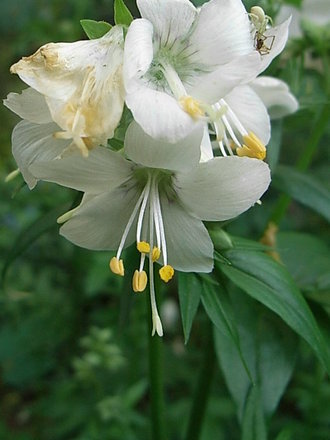Polemonium caeruleum - white form (Polemonium caeruleum (Jacob's ladder))