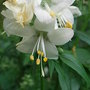 Polemonium_caeruleum_-_white_form