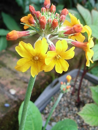 Primula chungensis (Primula chungensis)