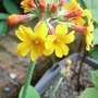 Primula chungensis (Primula chungensis)