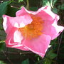 Rosa 'Complicata' (Rosa 'Complicata')