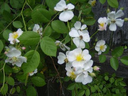 Wild Rose