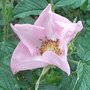 Rosa 'Frau Dagmar Hastrup' (Rosa 'Frau Dagmar Hastrup')