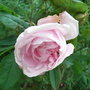 Rosa 'Gloire des Mousseux' (Rosa 'Gloire des Mousseux')
