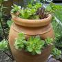 Strawberry pot - Houseleeks ( hens and chics ) and Sedum