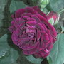 Rosa 'Souvenir Du Docteur Jamain' (Rosa 'Souvenir Du Docteur Jamain')