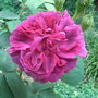Rosa 'William Lobb' (Rosa 'William Lobb')