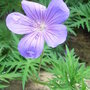 Geranium 1 (Geranium 1)