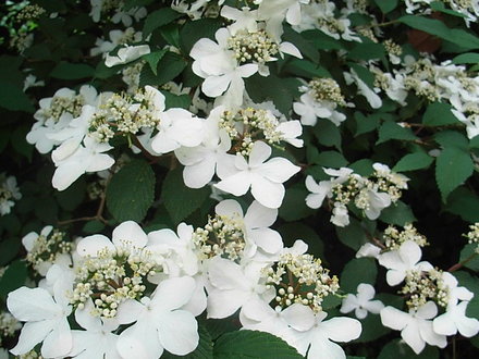 Viburnum plicatum 'Pink Beauty' (Viburnum plicatum 'Pink Beauty')