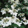 Viburnum plicatum 'Pink Beauty' (Viburnum plicatum 'Pink Beauty')