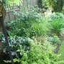 Shady_part_of_yellow_border_-_june_2008