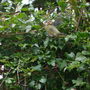 Brens_photos_506