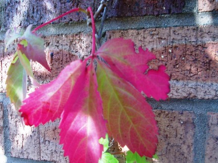 virginia creeper (Parthenocissus quinquefolia (Virginia creeper))