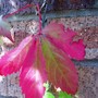 virginia creeper (Parthenocissus quinquefolia (Virginia creeper))