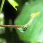 Copy_of_garden_142
