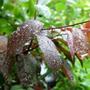 Copy_of_garden_139