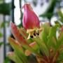 Copy_of_garden_148