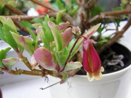 How's that Mikec? (Kalanchoe Wendy)