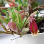 How's that Mikec? (Kalanchoe Wendy)