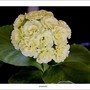 Double_somersby_knowle_26_4_03