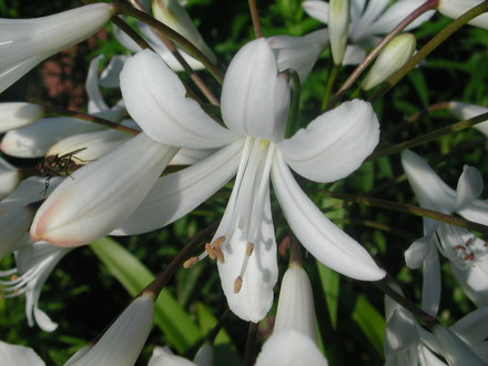 White agapanthus (Agapanthus africanus)