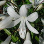 White_agapanthus