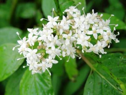 A garden flower photo (cornus)