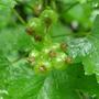 black currants