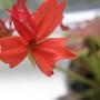 Copy_of_garden_152