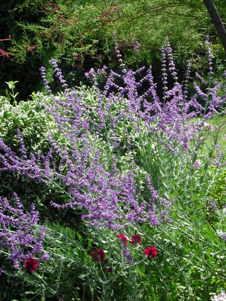 Perovskia full out (Perovskia atriplicifolia 'Blue Spire')