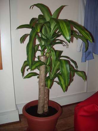 Corn plant (Dracaena Massangeana)