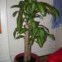 Dracaena Massangeana
