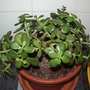 Jade plant (Crassula ovata)
