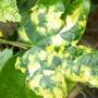 Copy_of_garden_146