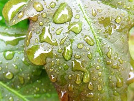 oak leaf