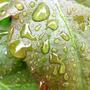 Copy_of_garden_144