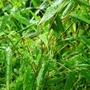 Copy_of_garden_136