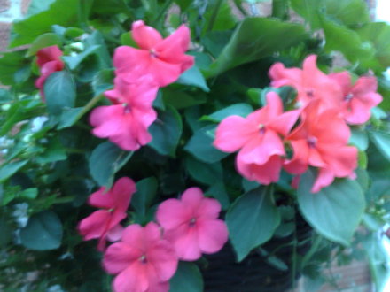 01062008117.jpg