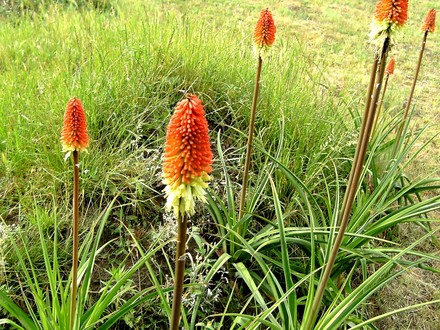 Group of Kniphofia in lower garden (Kniphofia uvaria (Red Hot Poker))
