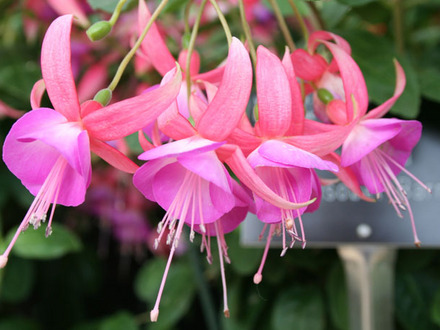 Fuchsia 'Lady Isobel Barnett'