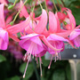 Fuchsia 'Lady Isobel Barnett'